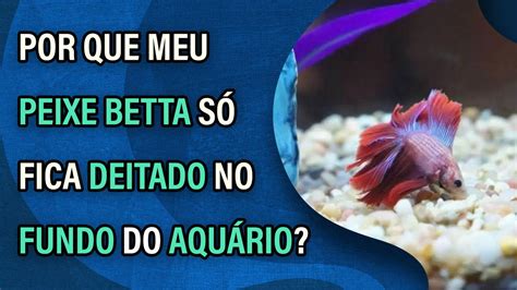 peixe betta no fundo do aquário - ph ideal para peixe betta